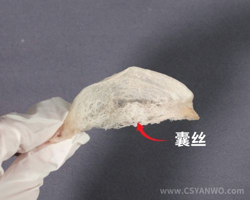 囊丝