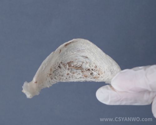 囊丝漂白后